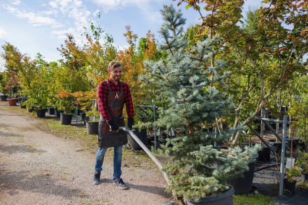 Best Tree Pruning Services  in Rupert, ID